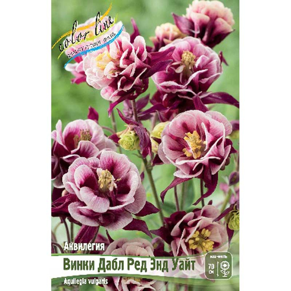 Аквилегия Винки Дабл Рэд Энд Уайт I 2 шт