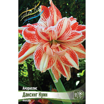 Амариллис Дансинг Куин 22/24 8 шт Шоу-Бокс 9635