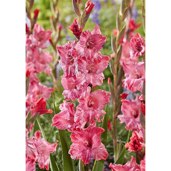 11275 Шоу-Бокс Гладиолус Строуберри Свирл 10/12 100 шт 