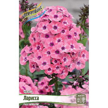 Флокс Ларисса I 2 шт