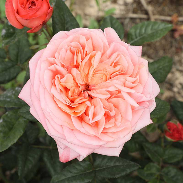 Роза чайно-гибридная Чиппендейл Садовита