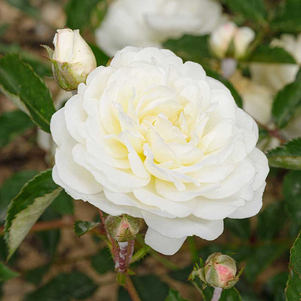 Роза флорибунда Шнеевитхен Садовита