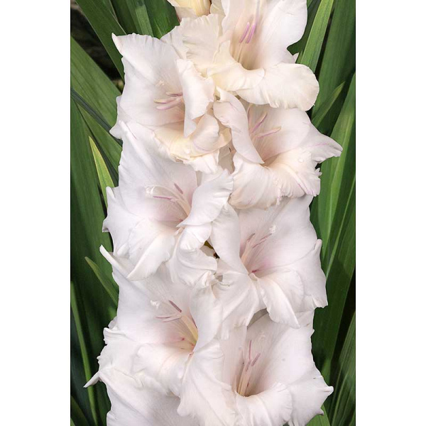 Гладиолус Альбинос (Химера На Блу Бьюти) 8/10 5 шт, Садовита 