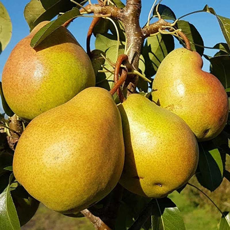 Груша Елена Садовита