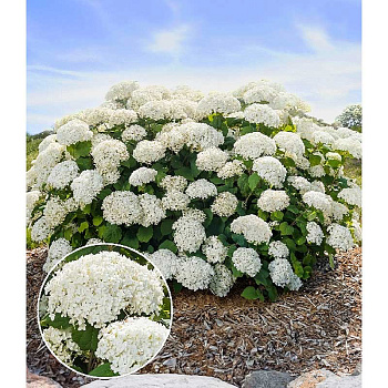 6972 Гортензия Древовидная Флауэрвоу First Editions® C1.5 ,шт