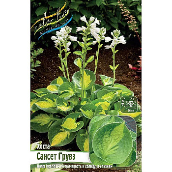 Хоста Сансет Грувз 1 n 25 шт Биг-пак 9792