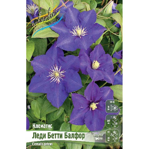 Клематис Леди Бетти Балфор I 25 шт Биг-пак 4624