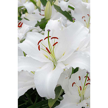 22714 Биг-Пак Лилия Уайт Лантерн 12/14 25 шт Садовита