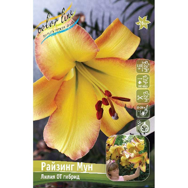 Лилия Райзинг Мун 12/14 25 шт Биг-пак 10539