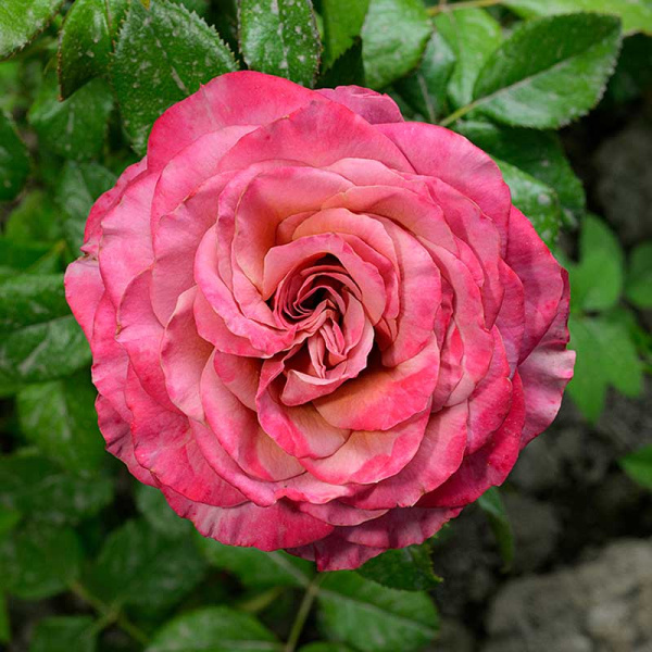 Роза Чайно-гибридная Сингл Малт Садовита