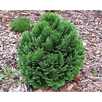 Кипарисовик Chamaecyparis lawsoniana Globosa Р9 шт Садовита 10285