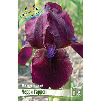 Ирис Карликовый Черри Гарден I 1 шт