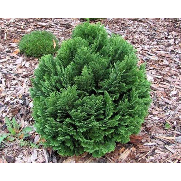 Кипарисовик Chamaecyparis lawsoniana Globosa Р9 шт Садовита 10285