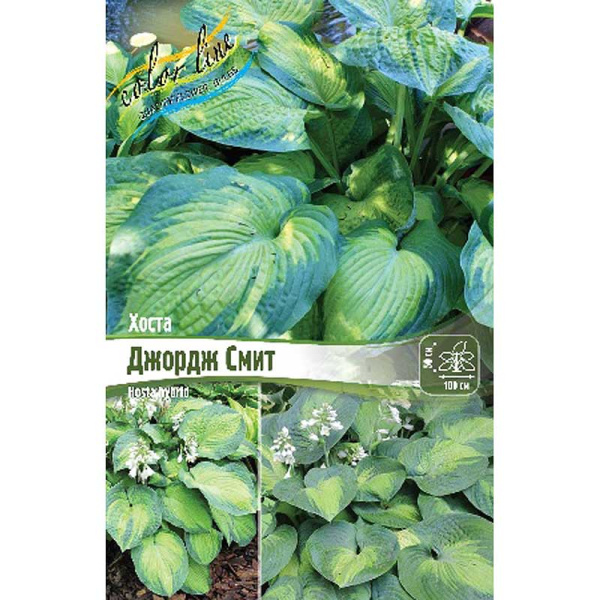 Хоста Джордж Смит 1 n 1 шт 