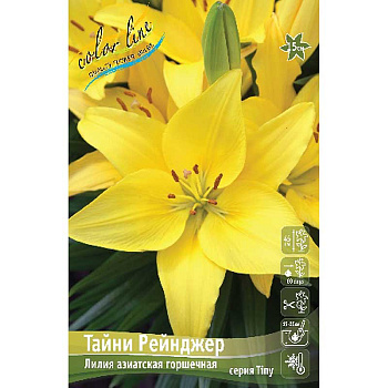 Лилия Тайни Рейнджер 10/12 7 шт 