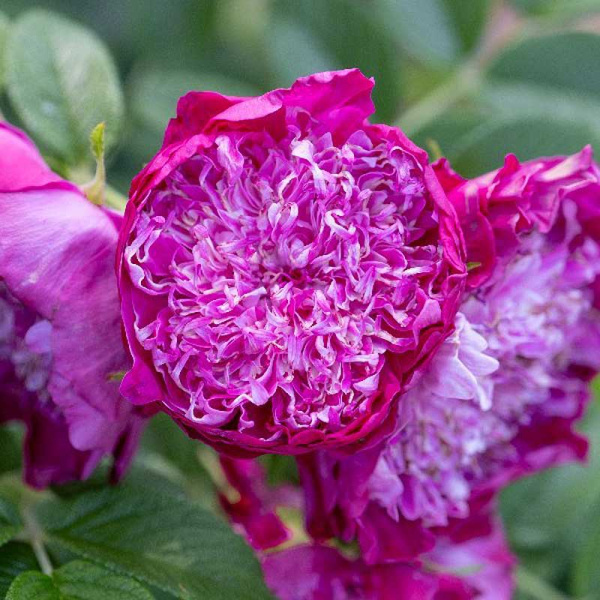 Роза Помпом Парфюм Делароза P12 шт