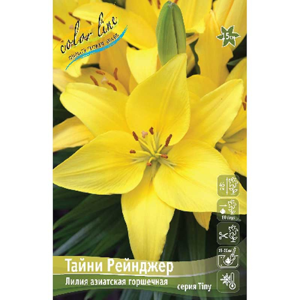 Лилия Тайни Рейнджер 10/12 7 шт 