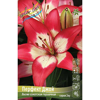 Лилия Перфект Джой 10/12 2 Эконом шт 