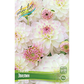 Георгина Эвелин I 1 шт