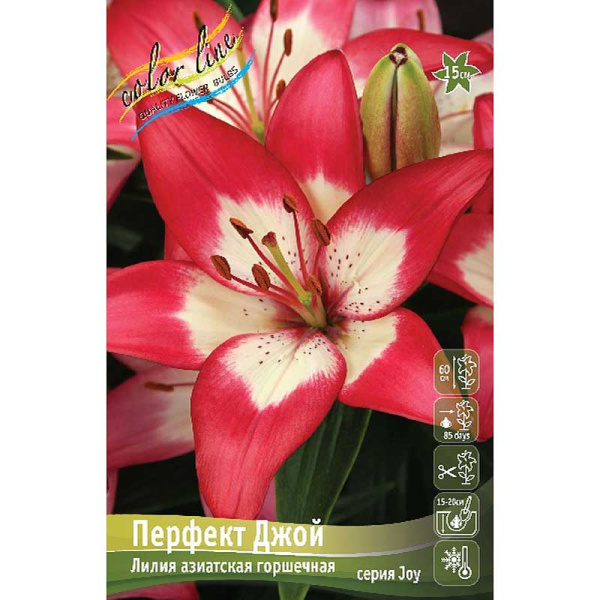Лилия Перфект Джой 10/12 2 Эконом шт 