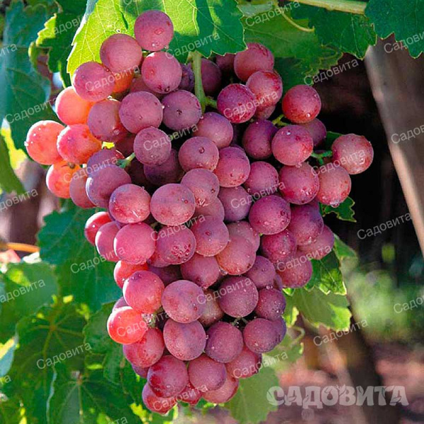 Виноград Русский ранний очень ранний Садовита