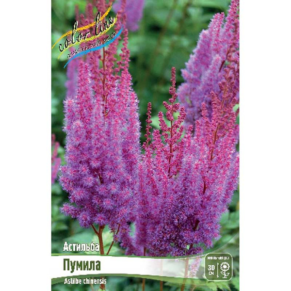 Астильба Пумила 2/3 n 1 шт