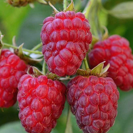 Малина Награда Садовита