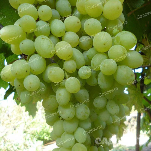 Виноград Находка Азос (клон Восторга) ранний Садовита