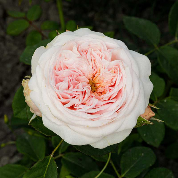 Роза шраб Арвен (Английская) Садовита