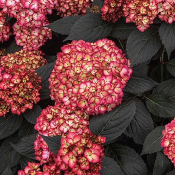 Гортензия Крупнолистовая Эклипс First Editions P12