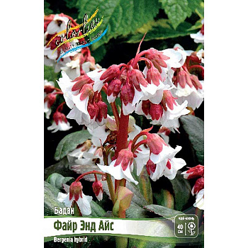 Бадан Файр Энд Айс I 1 шт 