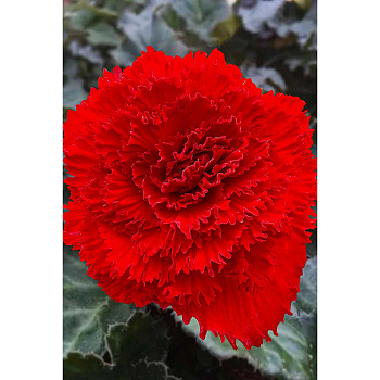 Бегония Бахромчатая Красная 5/6 3 шт Садовита 