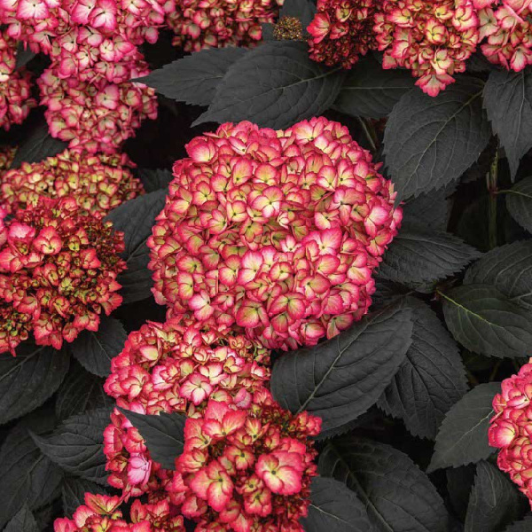 Гортензия Крупнолистовая Эклипс First Editions P12