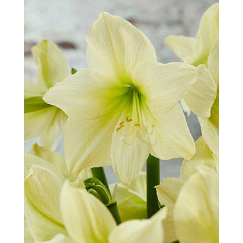 Амариллис Лемон Стар 22/24 1 шт 