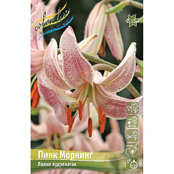 Биг-Пак Лилия Пинк Морнинг 14/16 25 шт