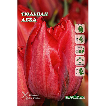 Тюльпан Абба 11/12 8 шт Садовита