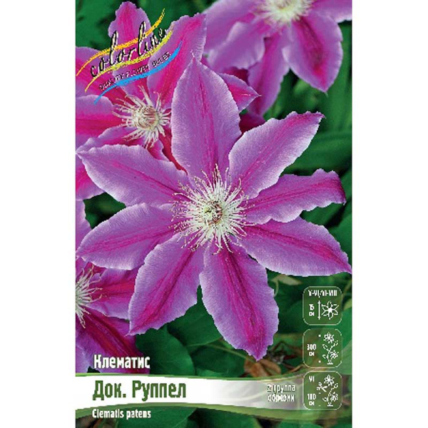 Клематис Док. Руппел I 25 шт Биг-пак 4603