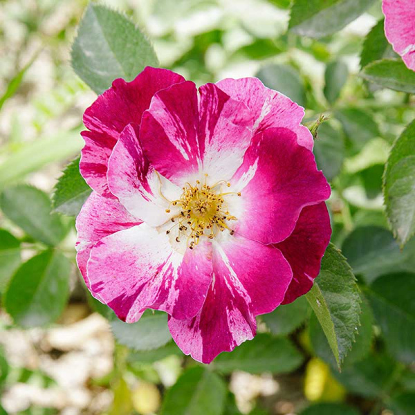 Роза плетистая Перпл Сплэш Садовита