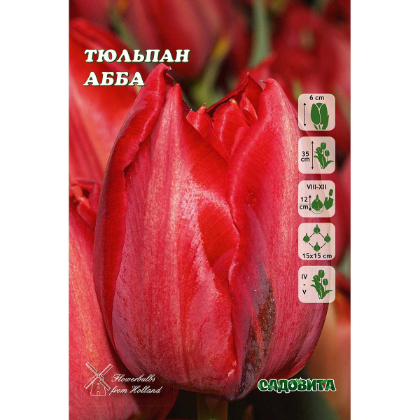 Тюльпан Абба 11/12 8 шт Садовита
