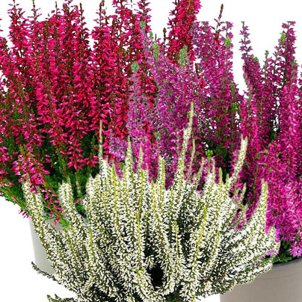 1467 Вереск Обыкновенный Трио Герлс (Милва-Хелена-Леонарда) P15 конт. шт