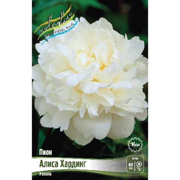 Пион Алиса Хардинг 2/3 n 15 шт Биг-Пак 7962 