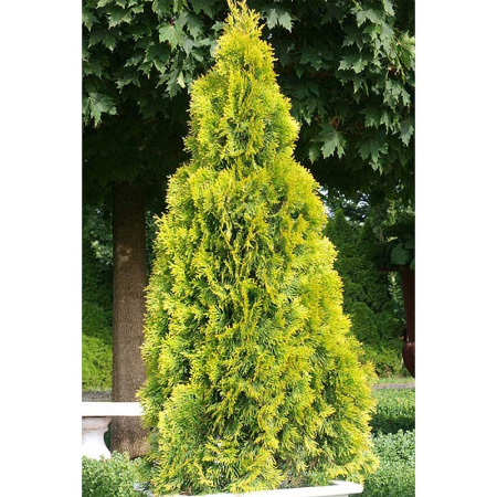 Туя Thuja Occidentalis Golden Smaragd P9
