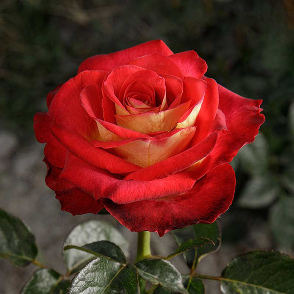 Роза чайно-гибридная Френдшип Садовита