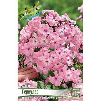 Флокс Геркулес I 2 шт