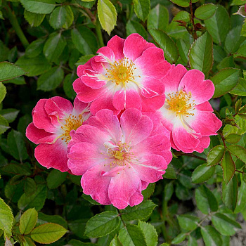 Роза Шраб Гритингс Садовита