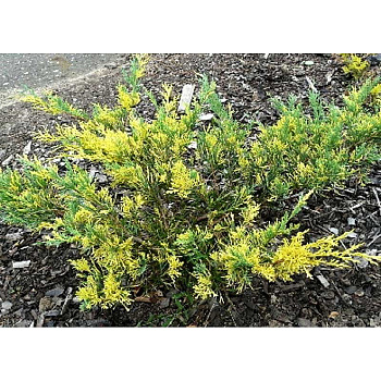 Можжевельник Средний Блю Энд Голд P9 шт