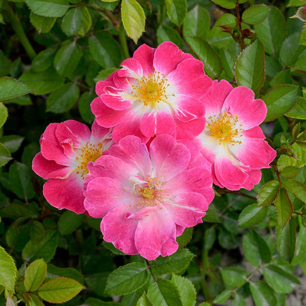 Роза Шраб Гритингс Садовита