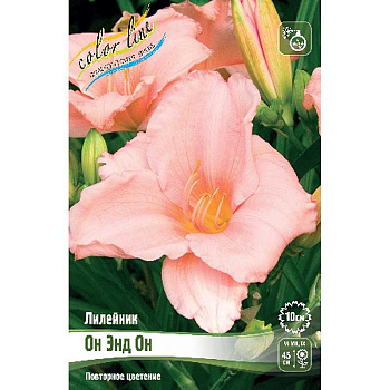 Лилейник Он Энд Он I 1 шт 