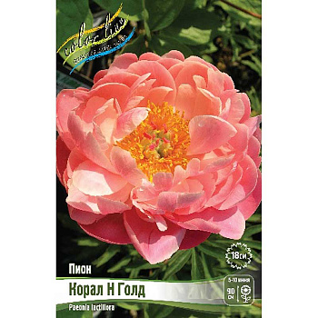 Пион Корал Энд Голд 2/3 n 25 шт Биг-Пак 2533 