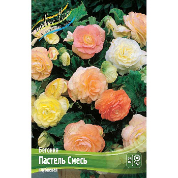 Бегония Пастель Смесь 5/6 50 шт Шоу-Бокс 8810